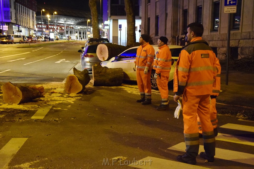 Baum auf PKWs Koeln Mitte Rheinuferstr Goldgasse P110.JPG - Miklos Laubert